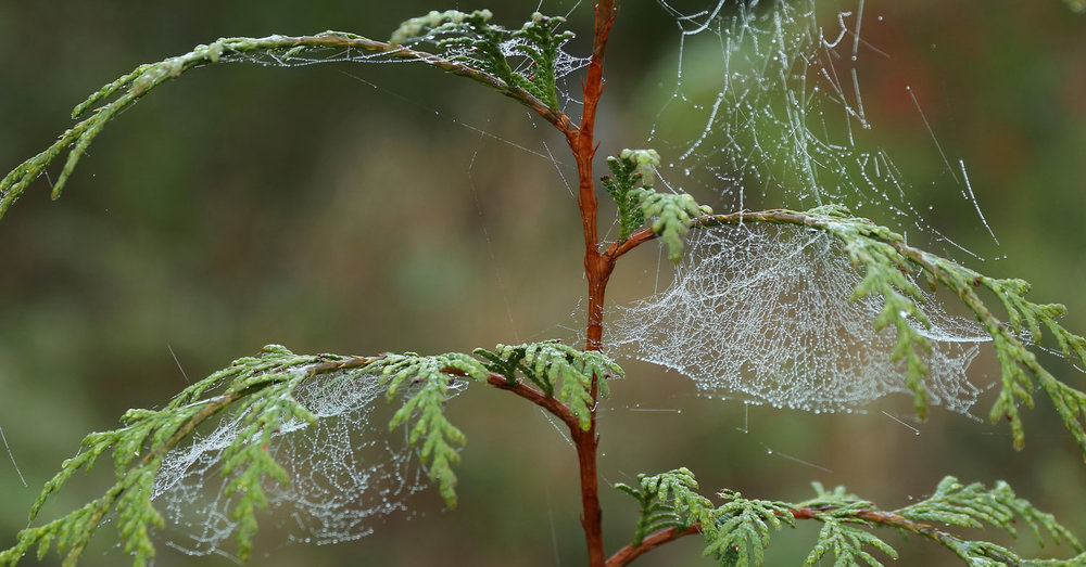 Spider webs with dew drops on cedar tree