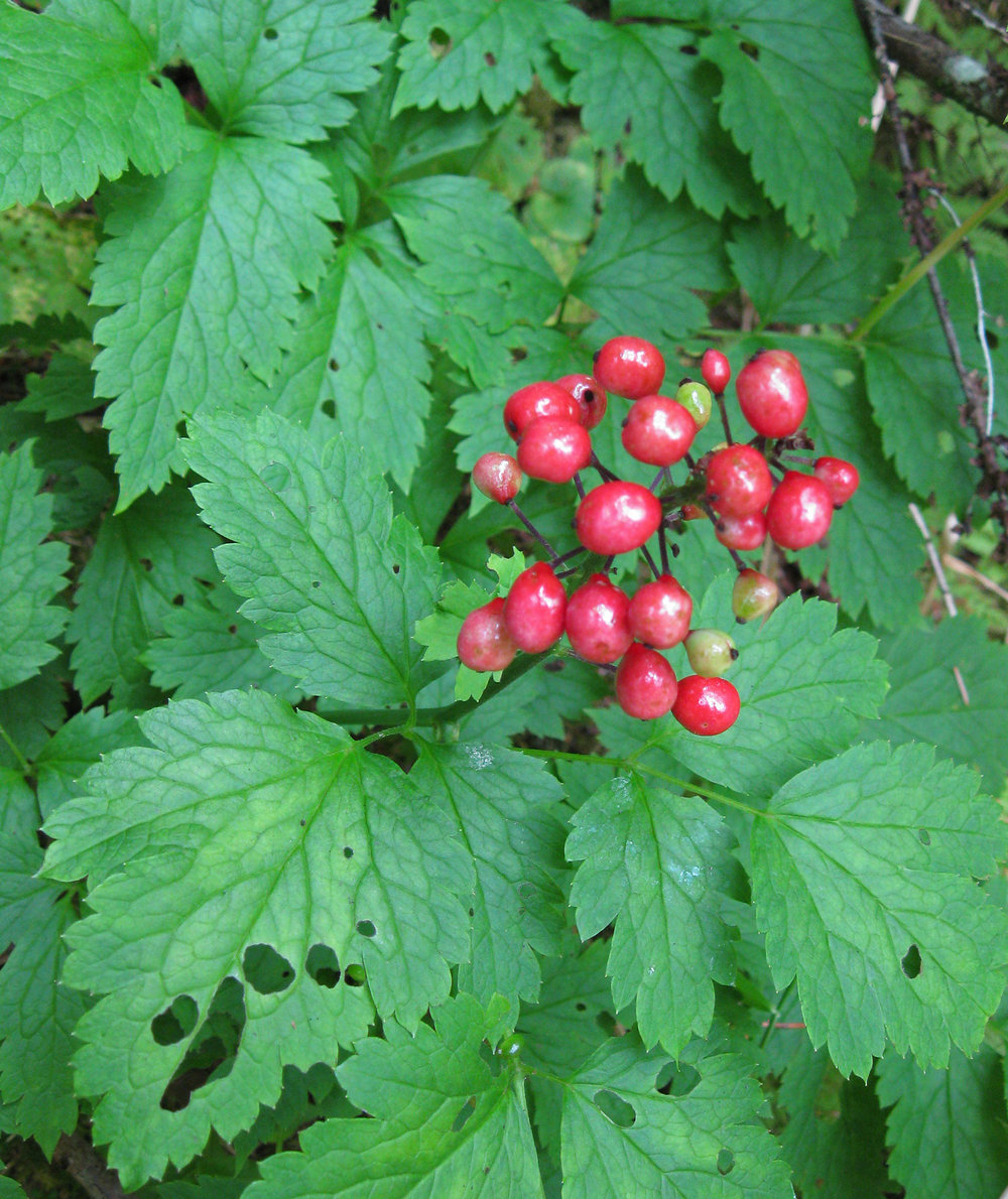 Red baneberries just ripening. Note the more rounded leaves.