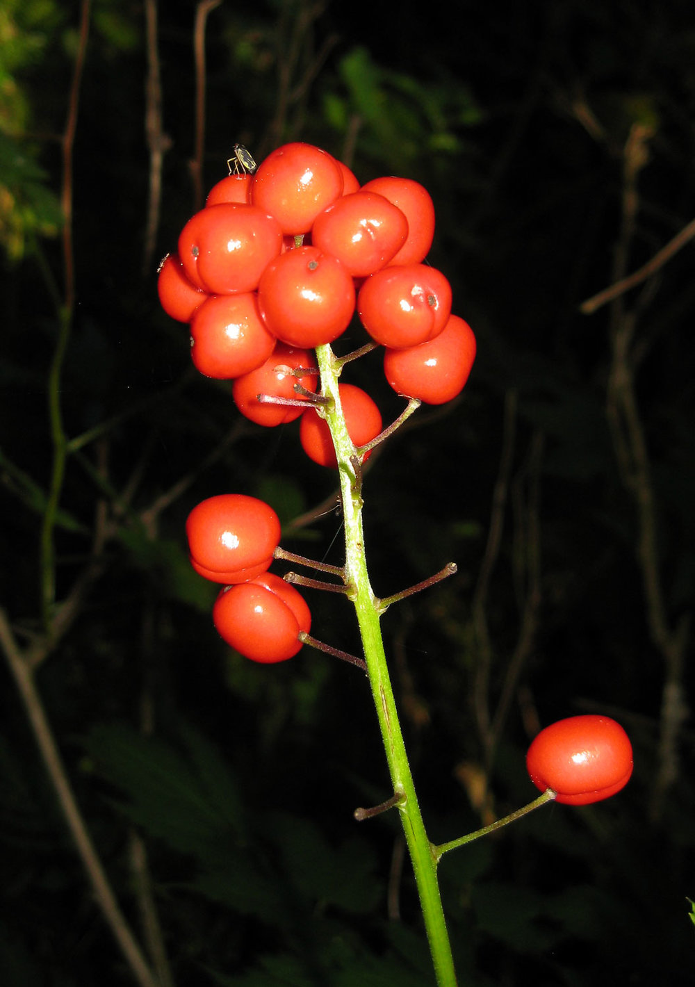 baneberry red berries poisonous plant Southeast Alaska