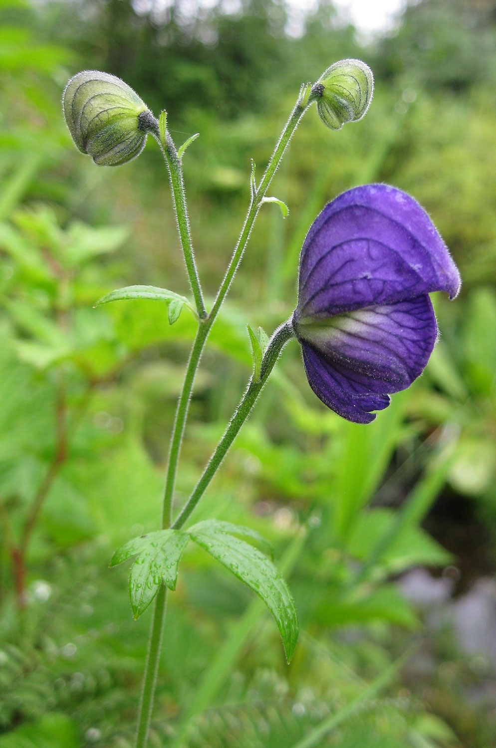 monkshood blossom flower Southeast Alaska