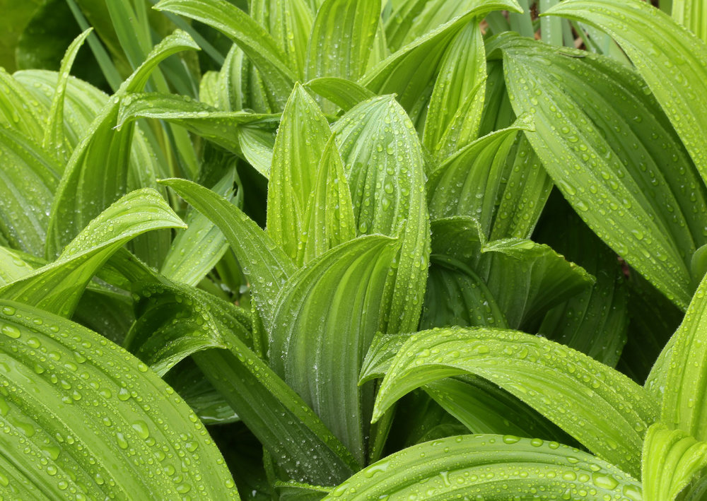 false hellebore Veratrum hellebore poisonous plant in Southeast Alaska