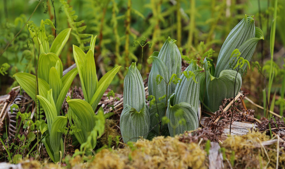 Young false hellebore poisonous plants in Southeast Alaska
