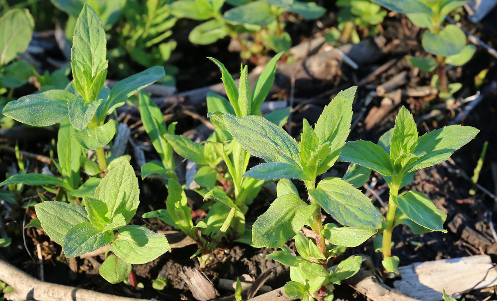 Young mint plants colonizing a beaver dam.