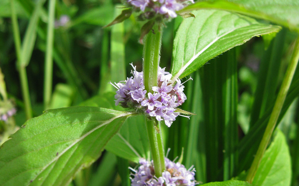 Field mint blossoms snuggle in where the leaves and stalk meet.