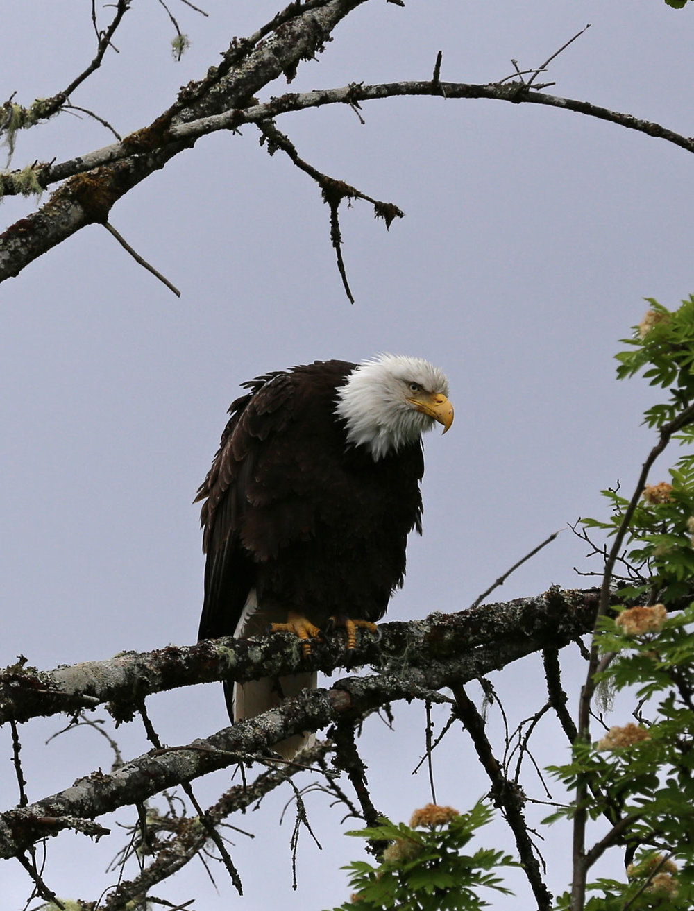 Grumpy bald eagle Southeast Alaska