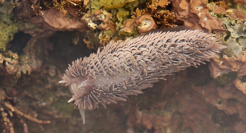 Gray sea slug in Southeast Alaska