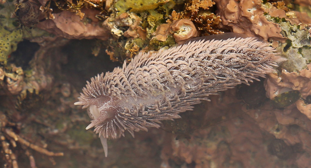 Gray sea slug in Southeast Alaska