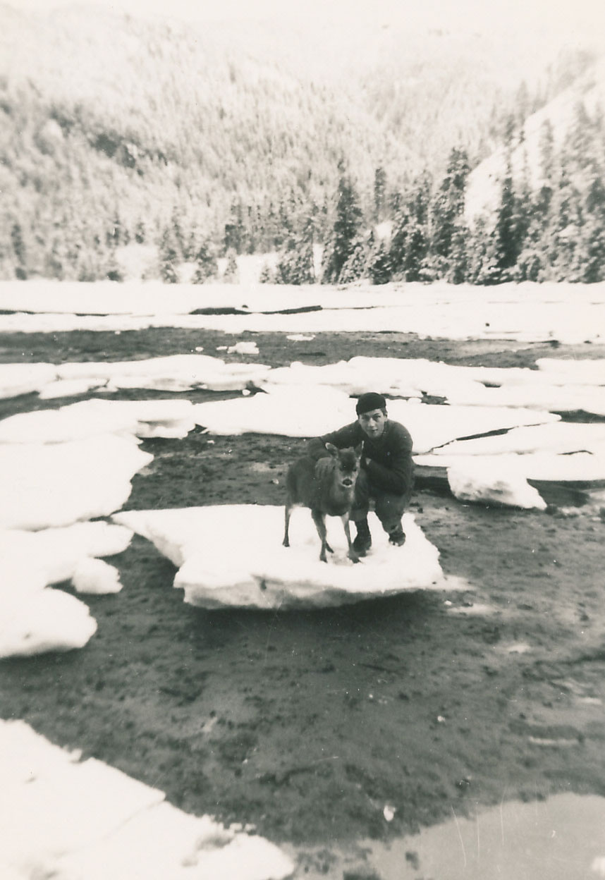 Pet fawn in Southeast Alaska Hood Bay 1950