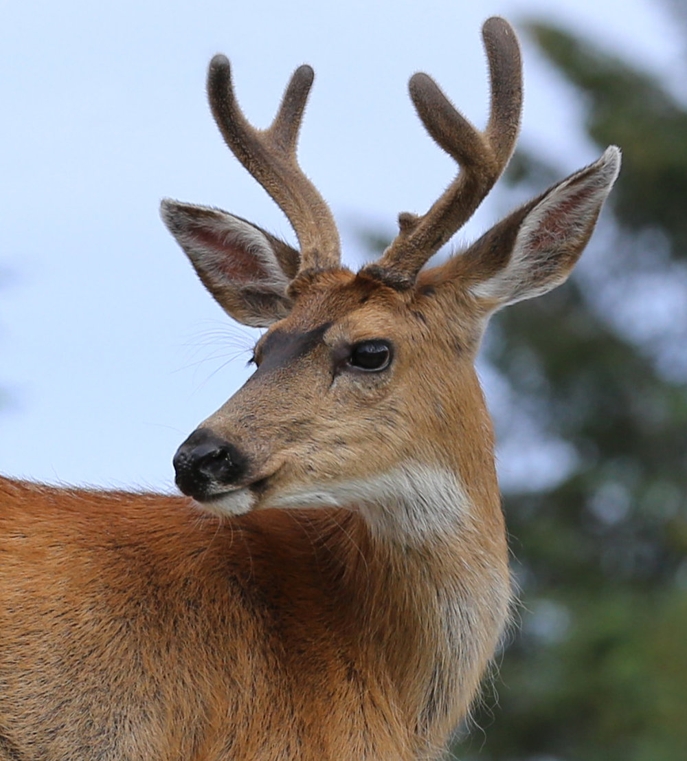 Sitka blacktail buck in velvet