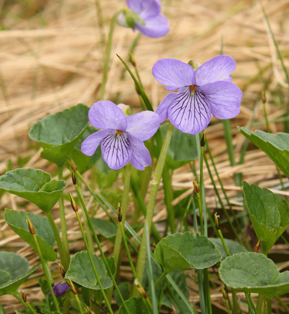  Alaska Violet ( Viola langsdorfii ) 
