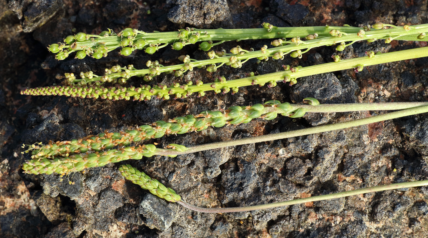 Arrowgrass (top) and goosetongue (bottom) have similar flower spikes.