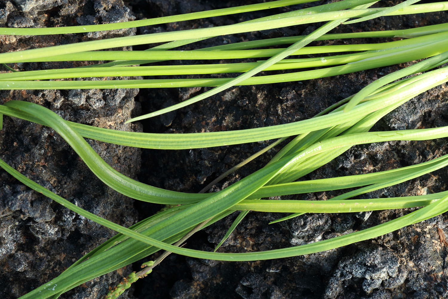 Arrowgrass leaves (top)and goosetongue leaves (bottom)