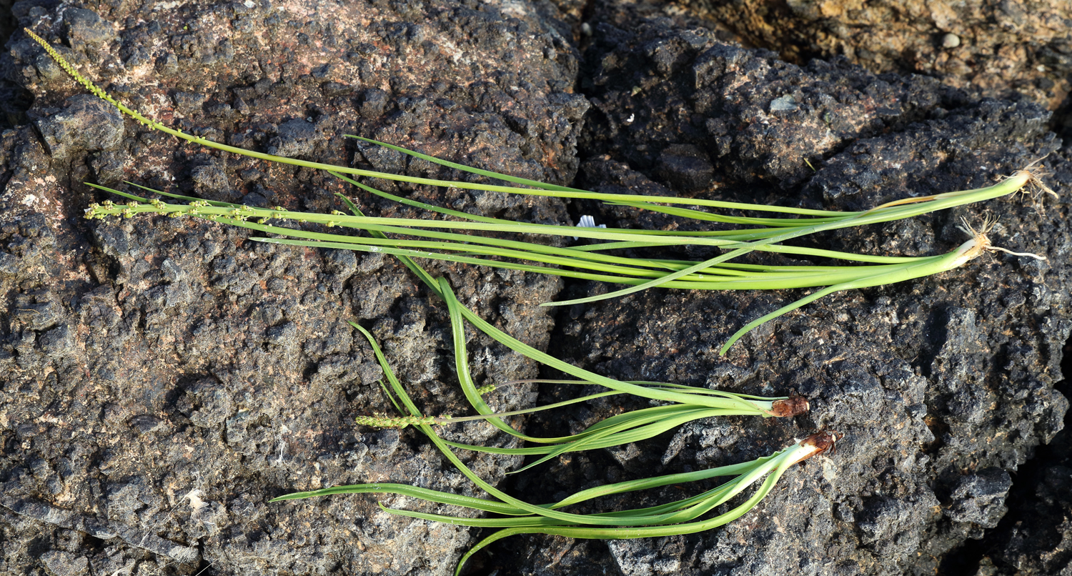 Arrowgrass (top) and goosetongue (bottom)