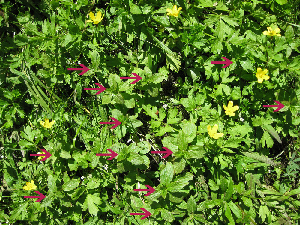 Arrows pointing out field mint plants wild mint mentha arvensis in Southeast Alaska