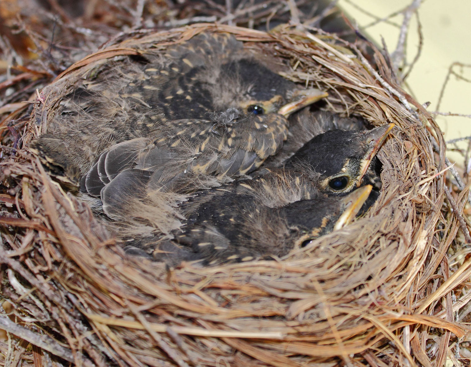 Baby robins in a nest