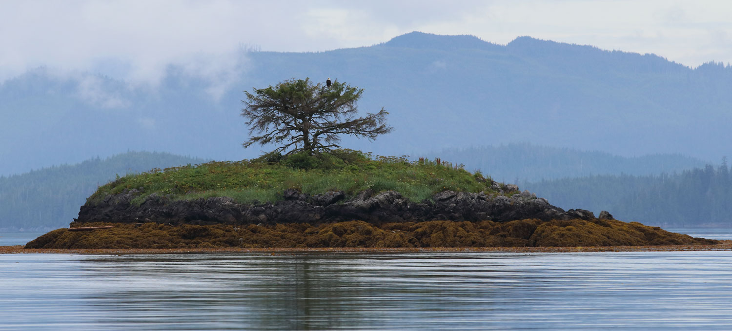 Bald eagle on and island with a single tree Southeast Alaska