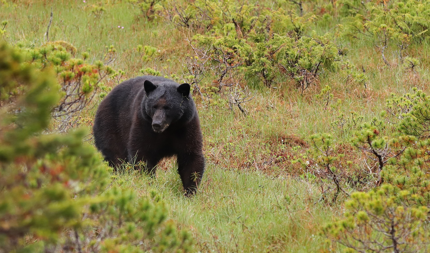 Black Bear in meadow in Southeast Alaska