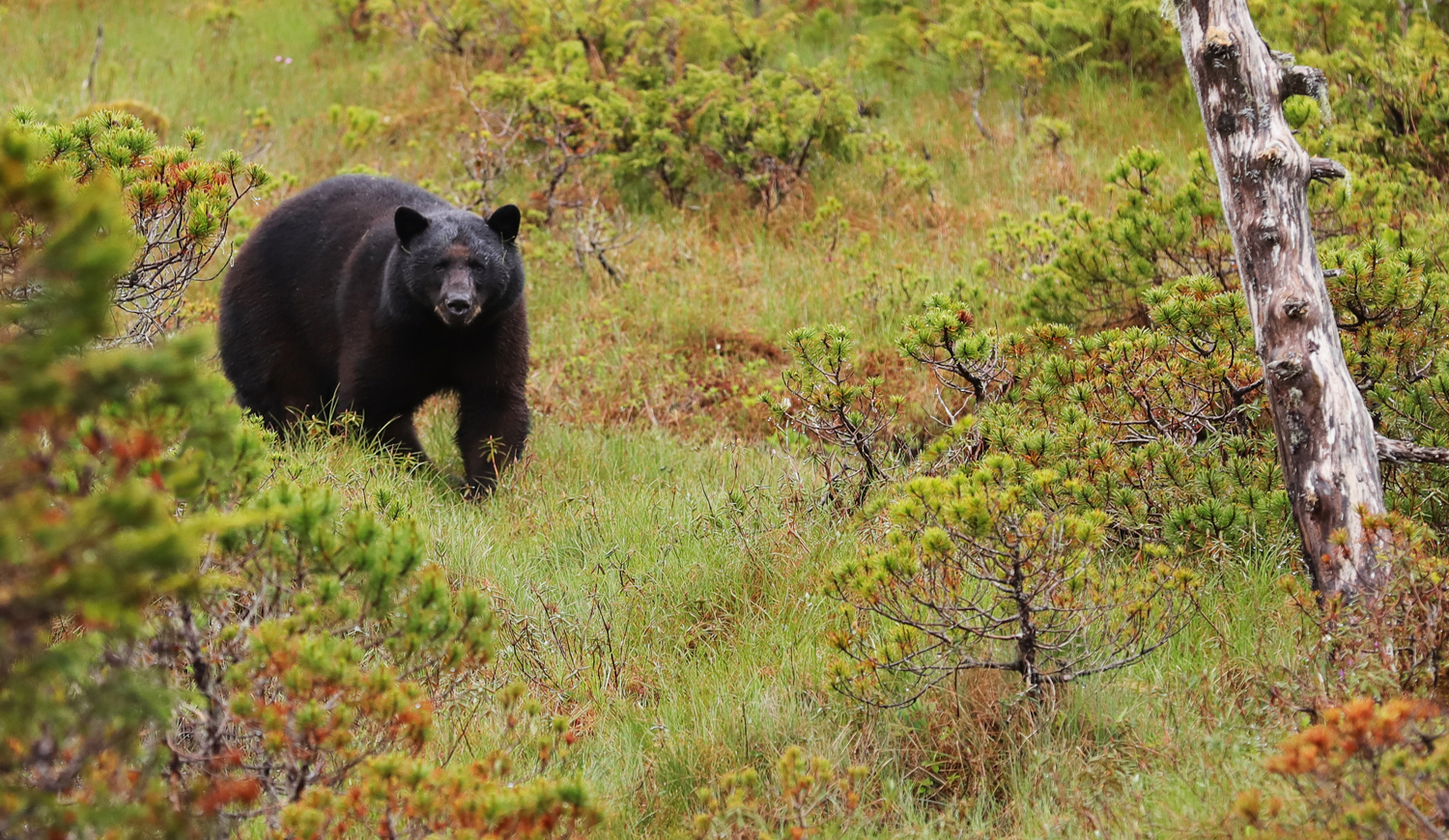 Black bear in Southeast Alaska
