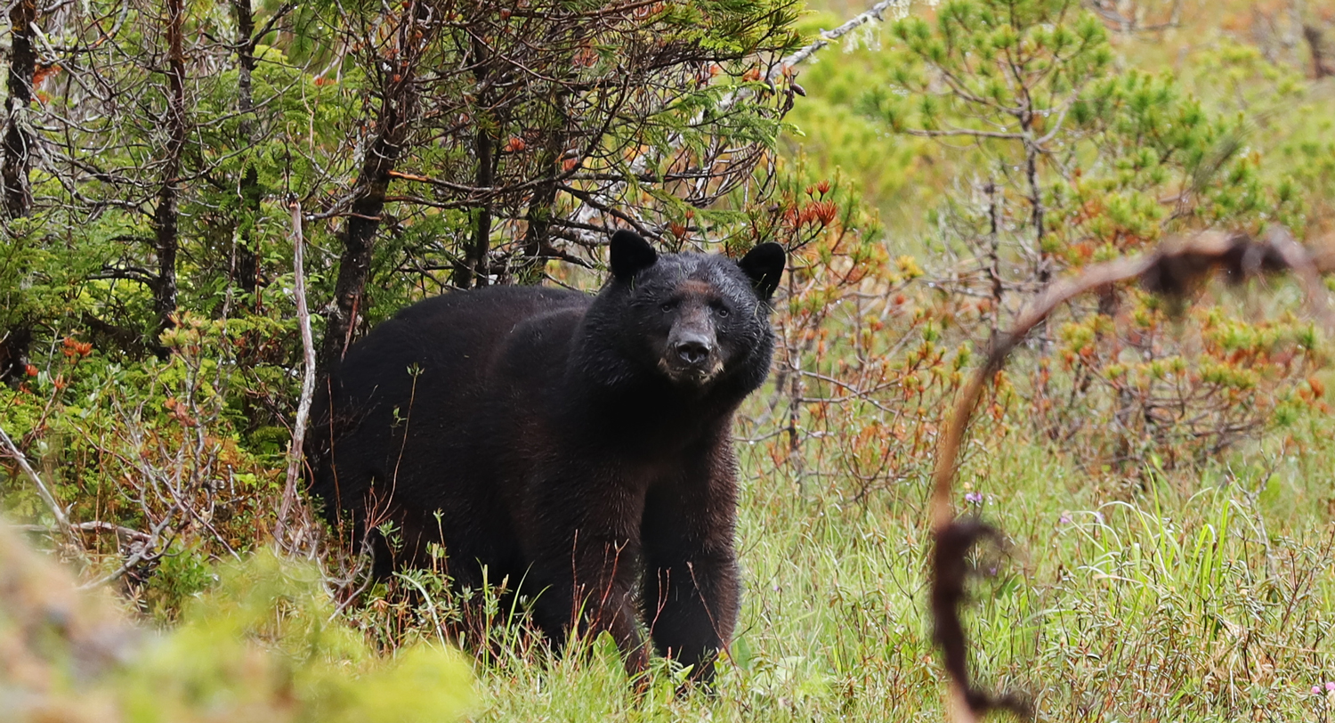 Black bear in Southeast Alaska