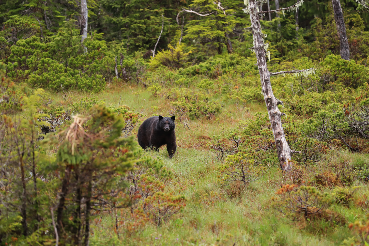 Black bear in muskeg in Southeast Alaska