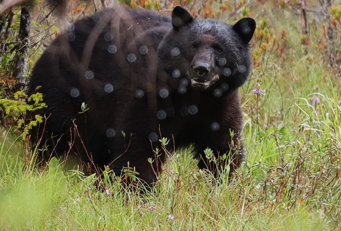 Black bear seeing spots in Southeast Alaska