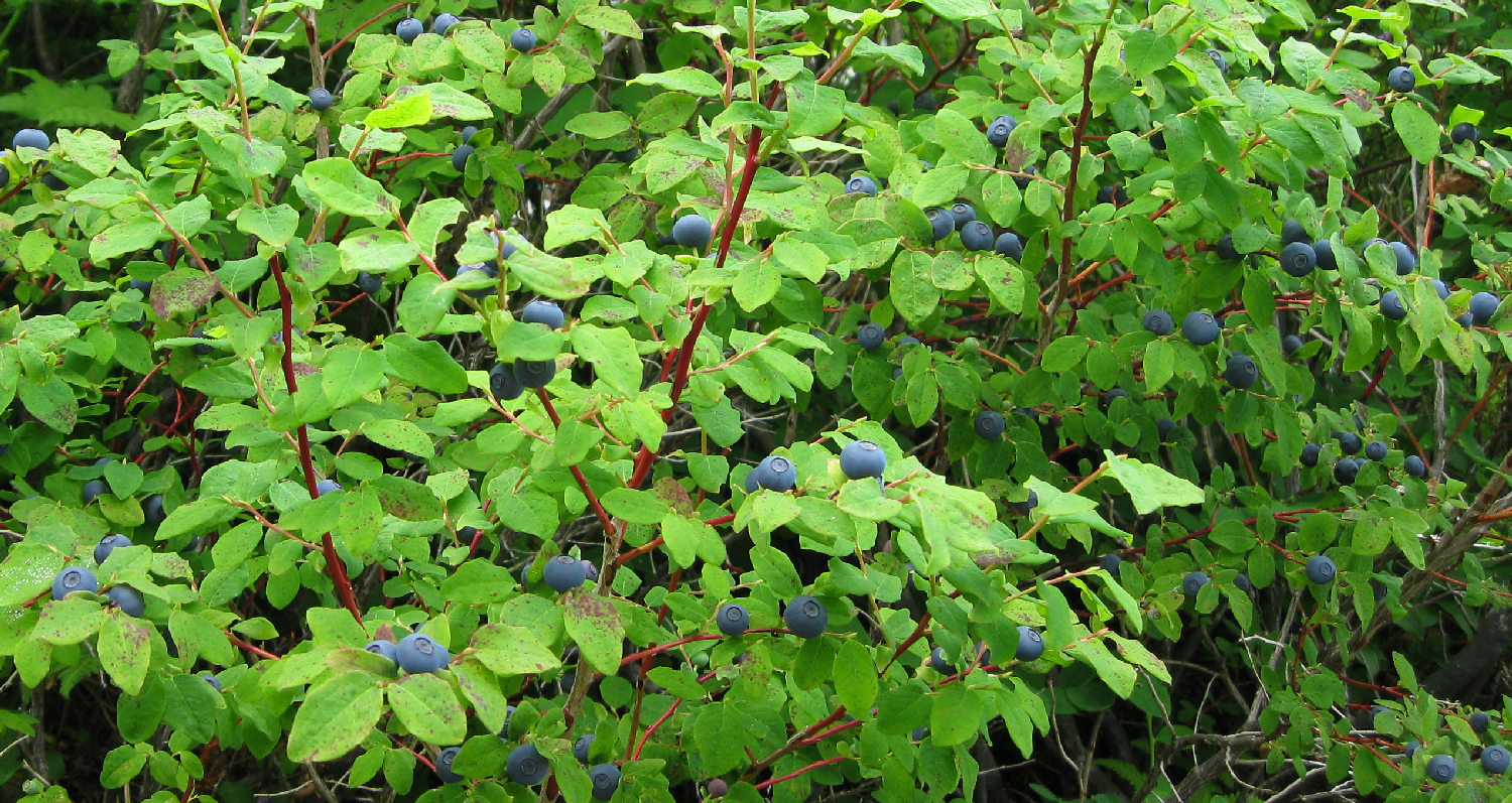Blueberries Alaska