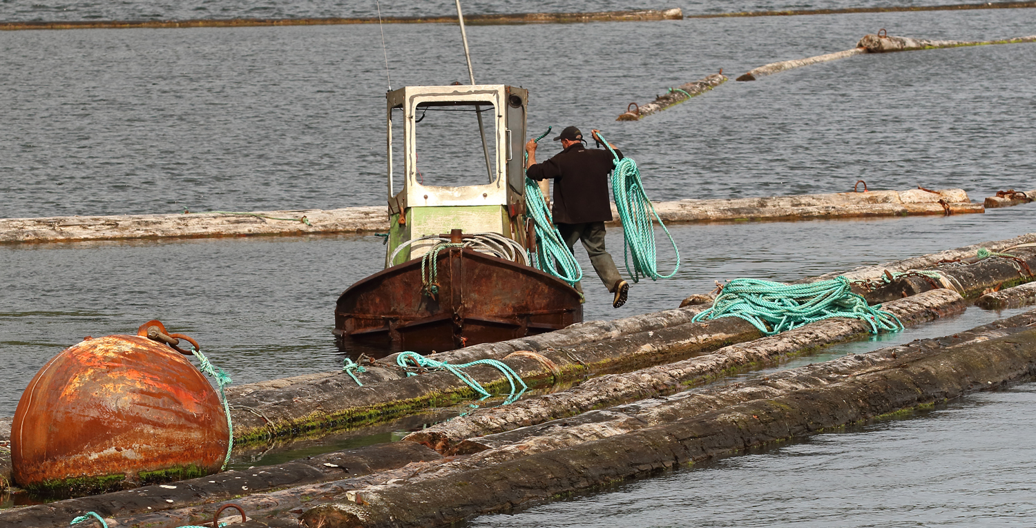Boom man stepping onto log bronc with ropes Prince of Wales Island Souhteast Alaska