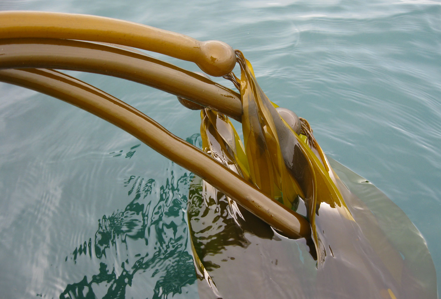 Harvesting Bullwhip Kelp