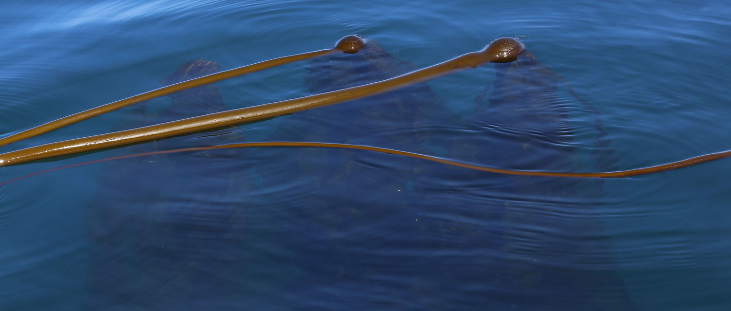 Bullwhip kelp ( Nereocystis lutkeana )