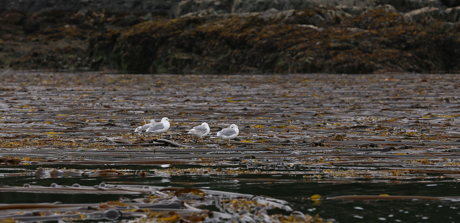 Seagulls napping in a kelp bed. 