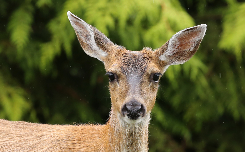 This button buck may grow into his ears in a few years.