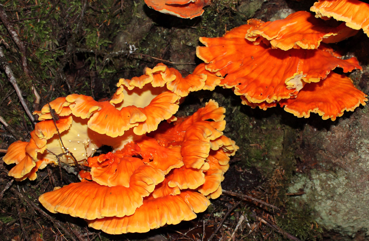 Chicken of the woods ( Laetiporus conifericola )  is edible when young and tender.