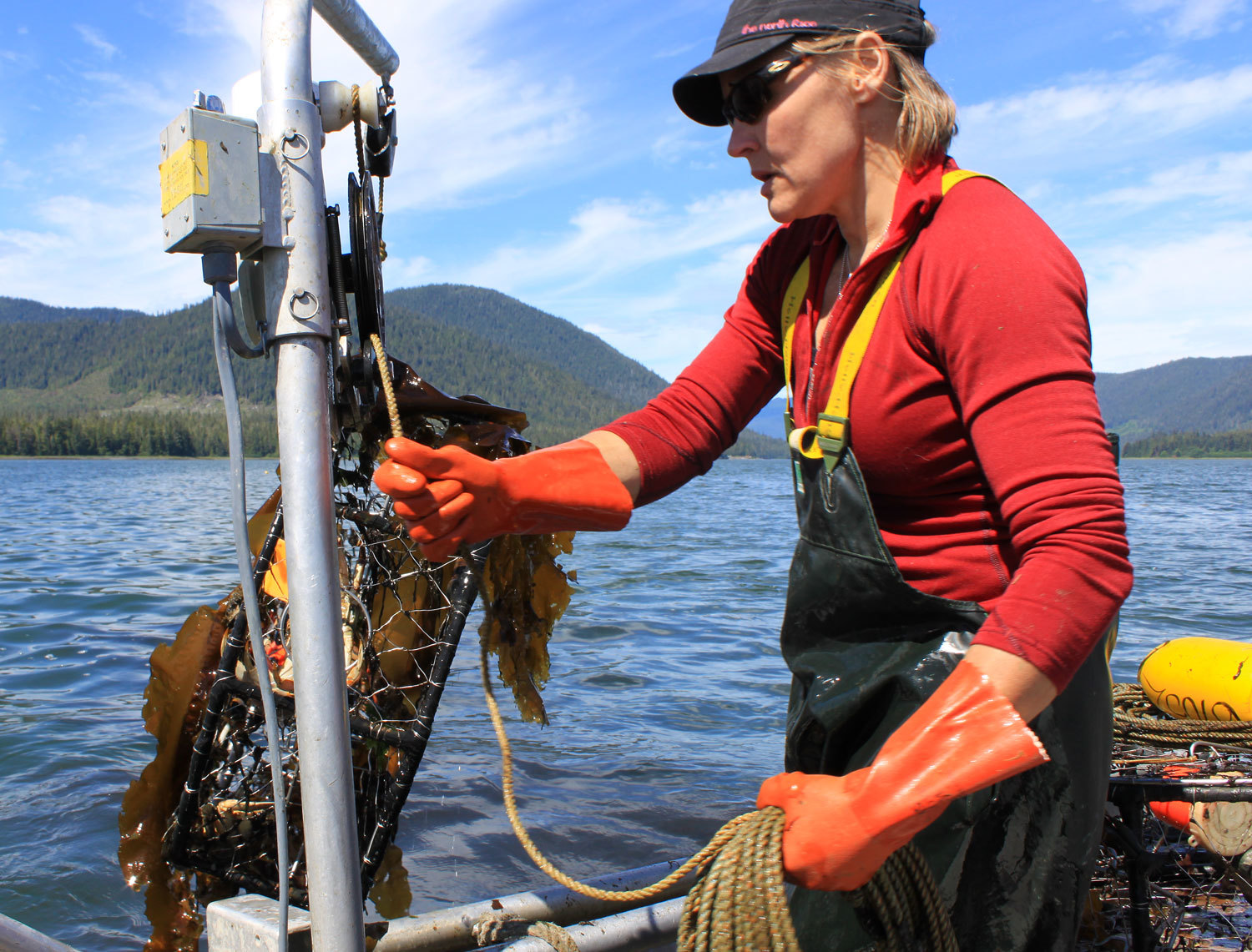 Dungeness crab pot coming up with lots of kelp and some crab. Cindy coils the line carefully so that the pot will reset without tangles.