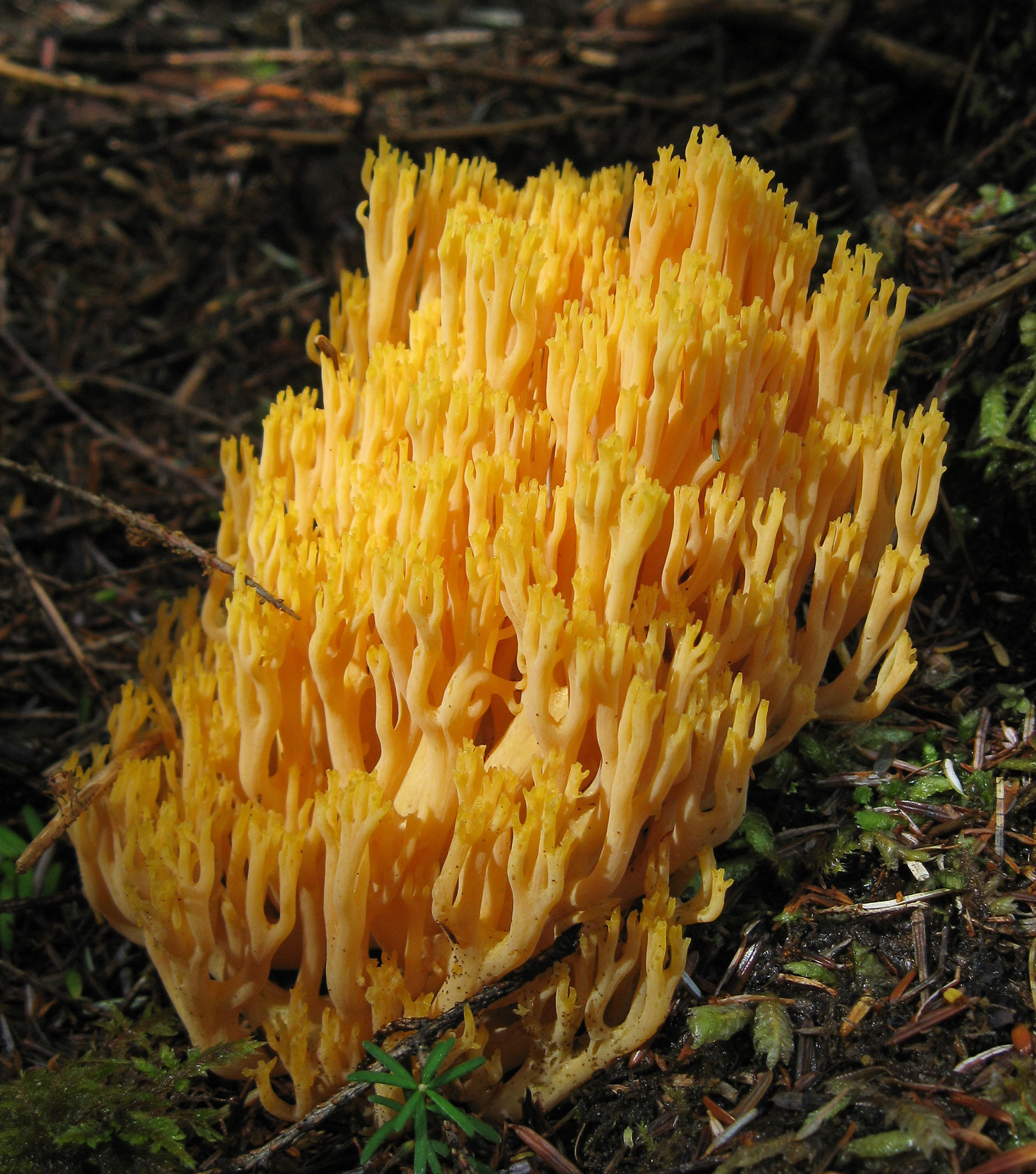 One of the great variety of coral mushrooms. Some are edible and some are not, and it is very difficult to tell the difference.