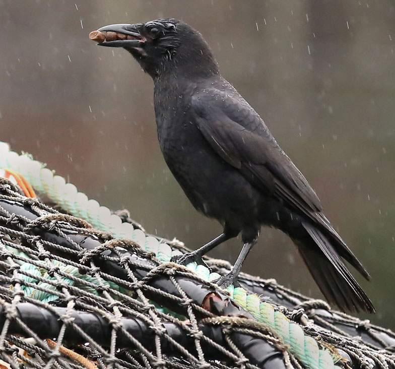 Crows and Ravens Love Dog Food