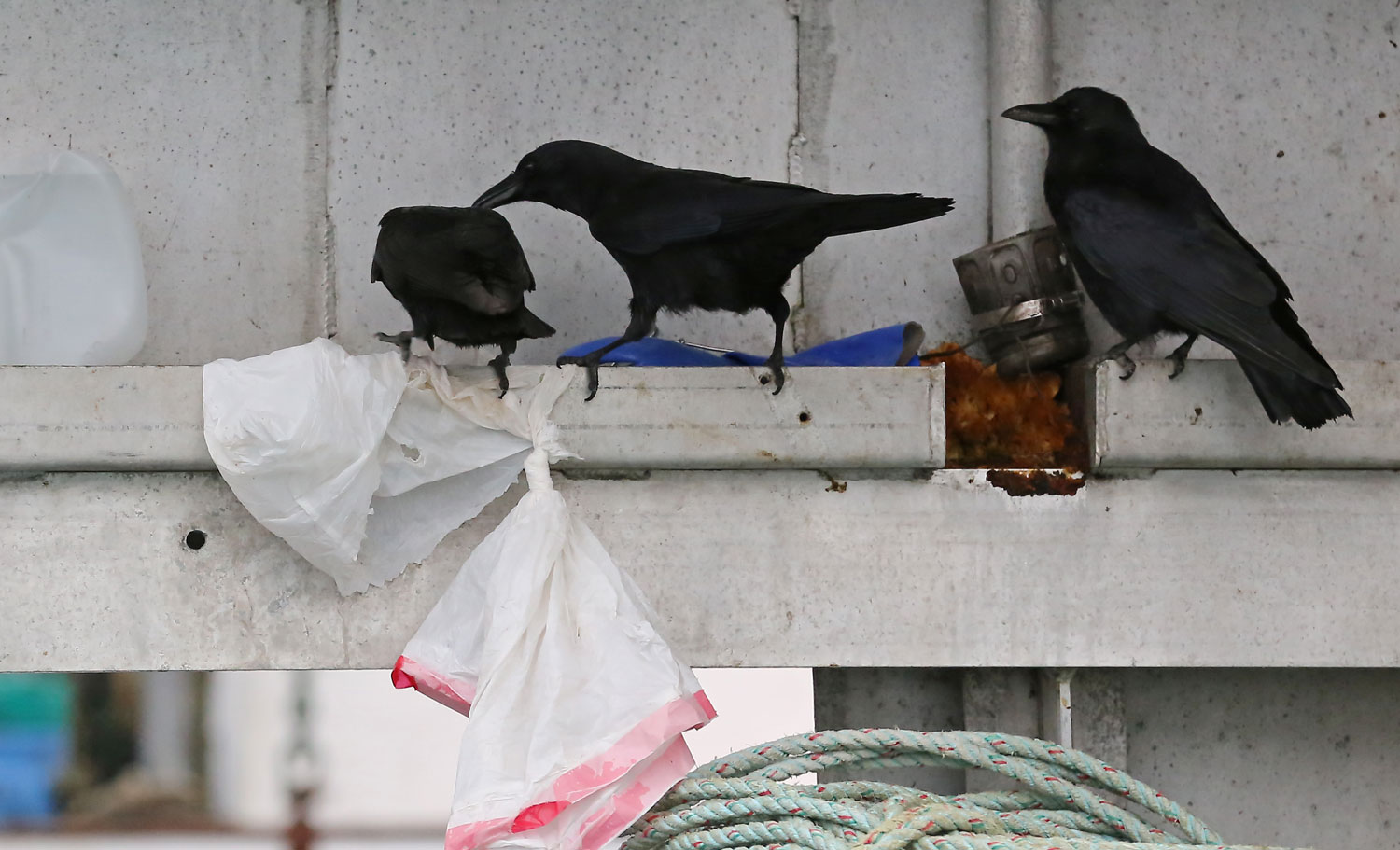 Corvids_eating_dog_food_on_boat_8494.jpg