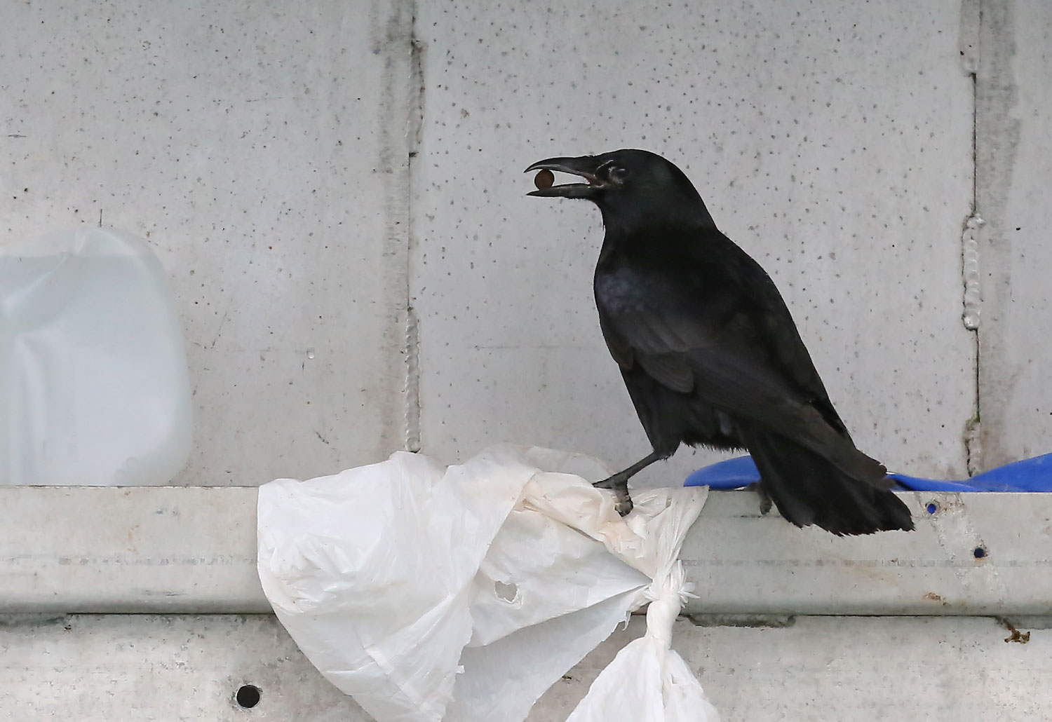 Corvids_eating_dogfood_on_boat_8493.jpg