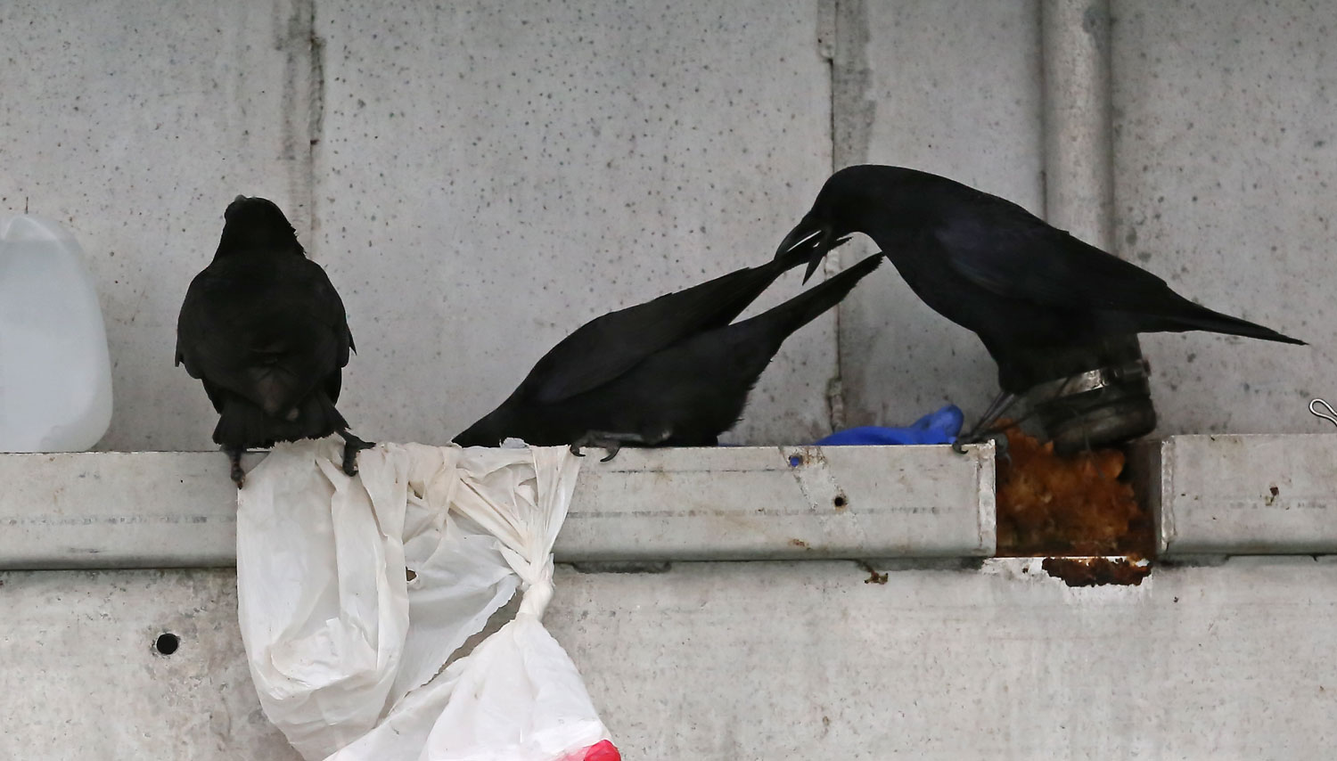 Corvids_eating_dogfood_on_boat_8530.jpg