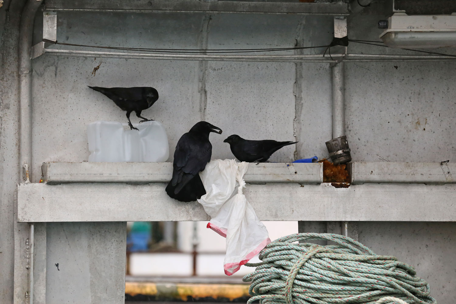 Corvids_eating_dogfood_on_boat_8531.jpg