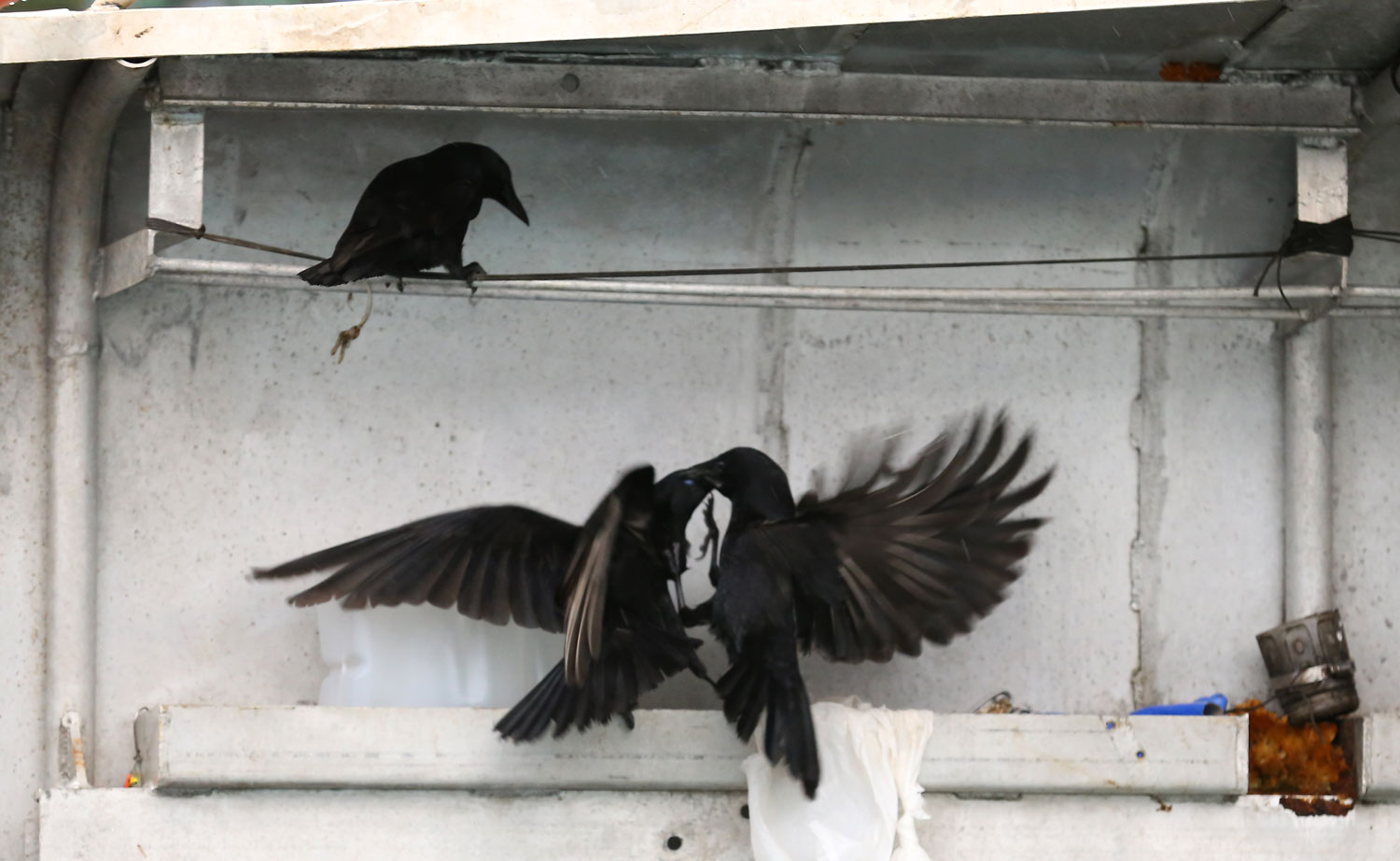 Corvids_eating_dogfood_on_boat_fighting_8536.jpg