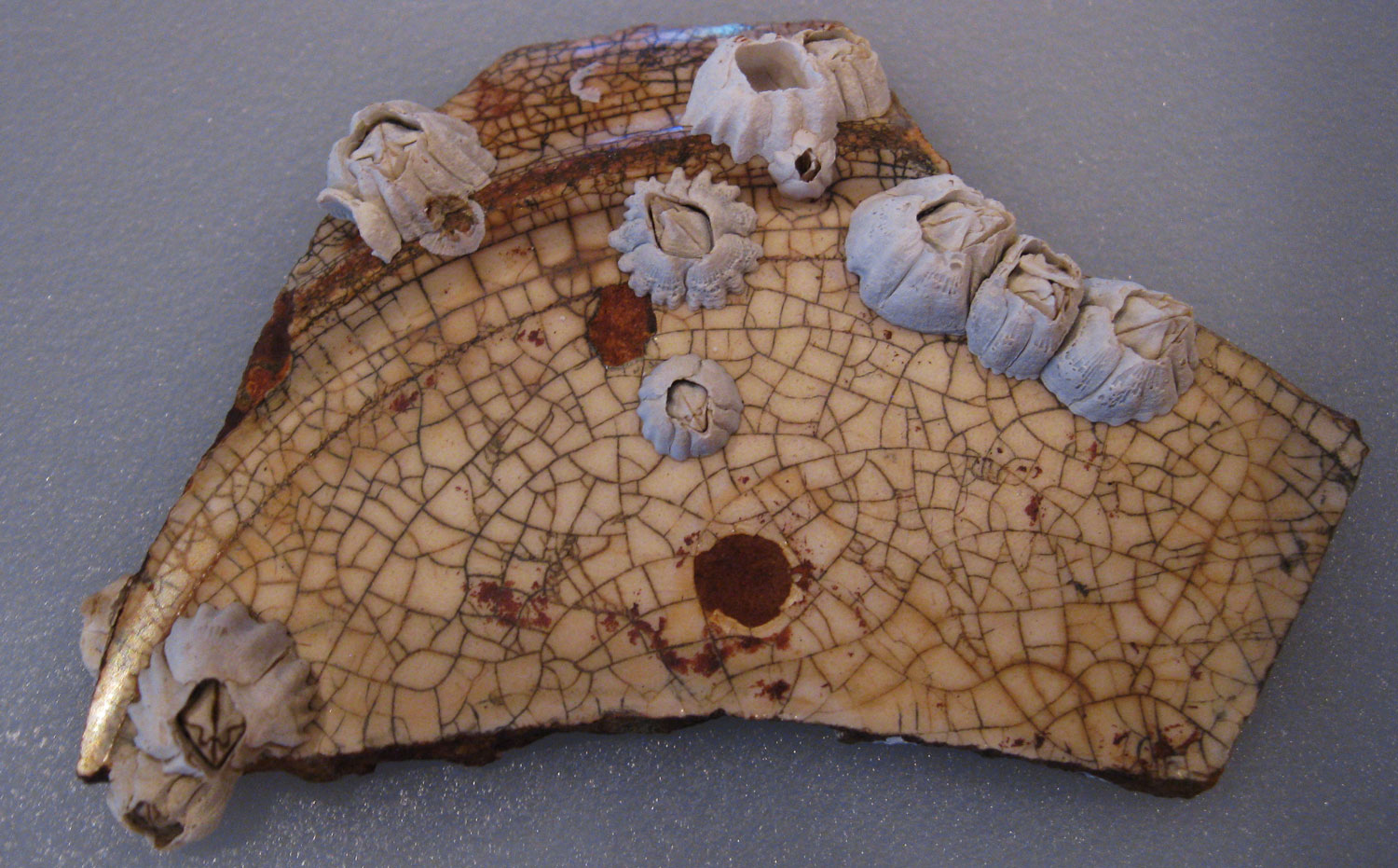 Beachcombed, crazed ceramic shard with barnacles.