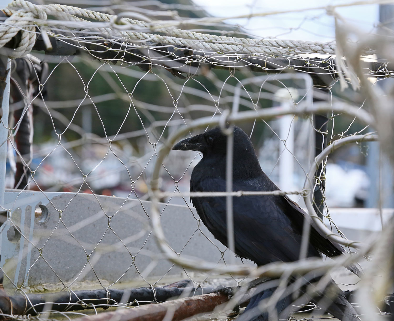 Crow_in_crabpot_1849.jpg