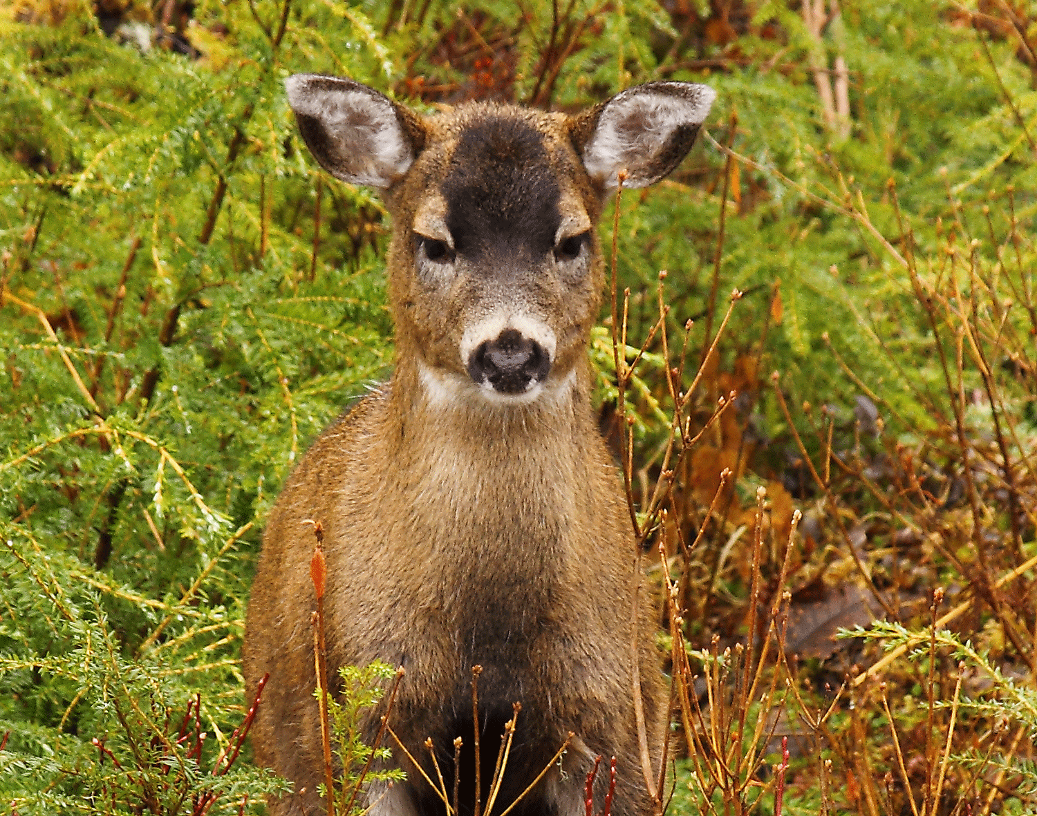 Doe and Yearling