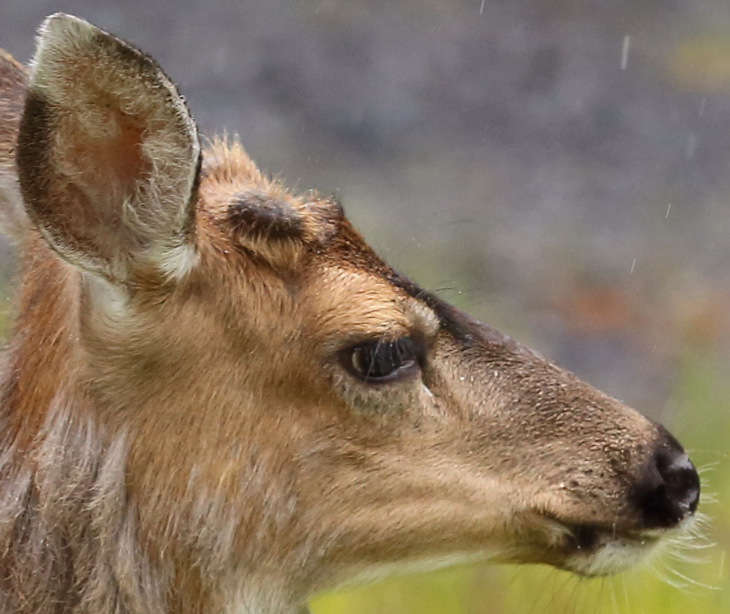 Boy Deer