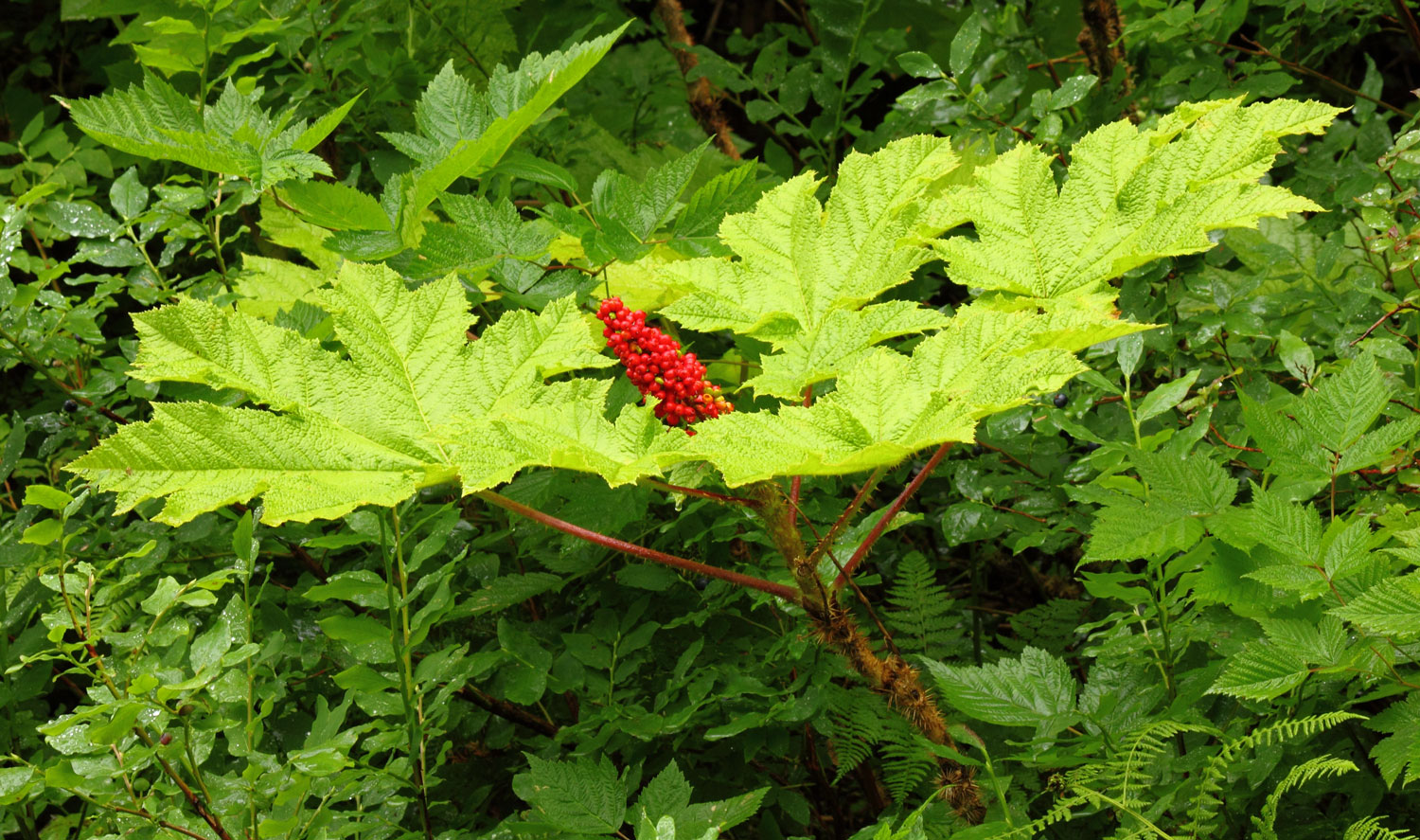 Devil's club i( Oplopanax horridus ) n late summer.