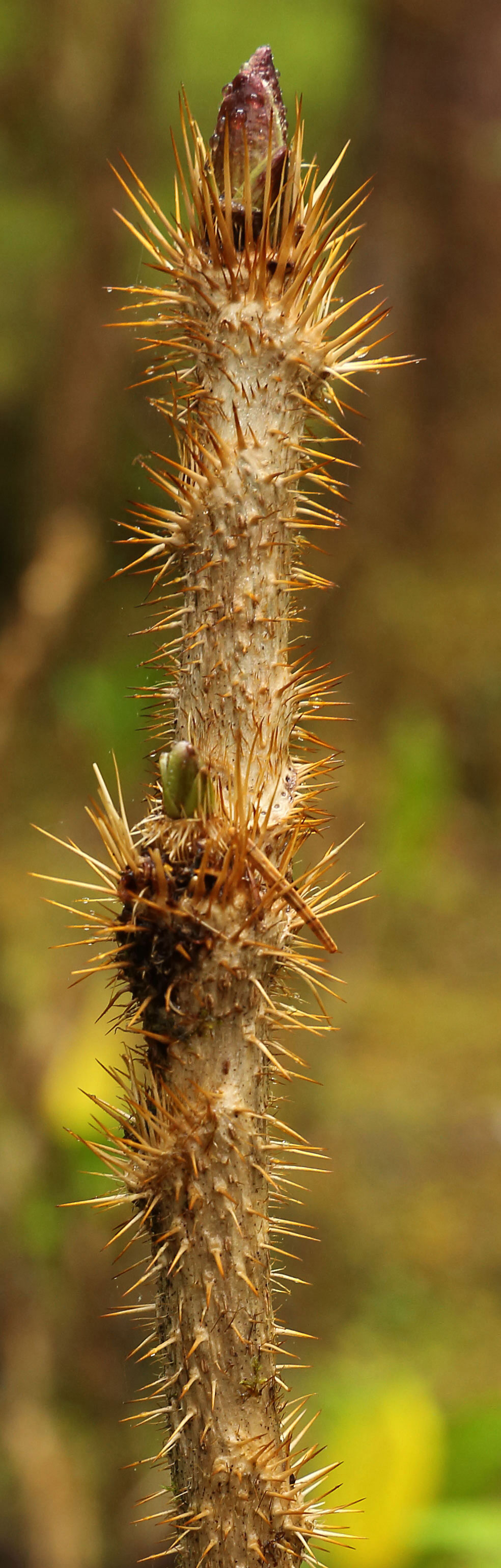 Devil's club ( Oplopanax horridus )