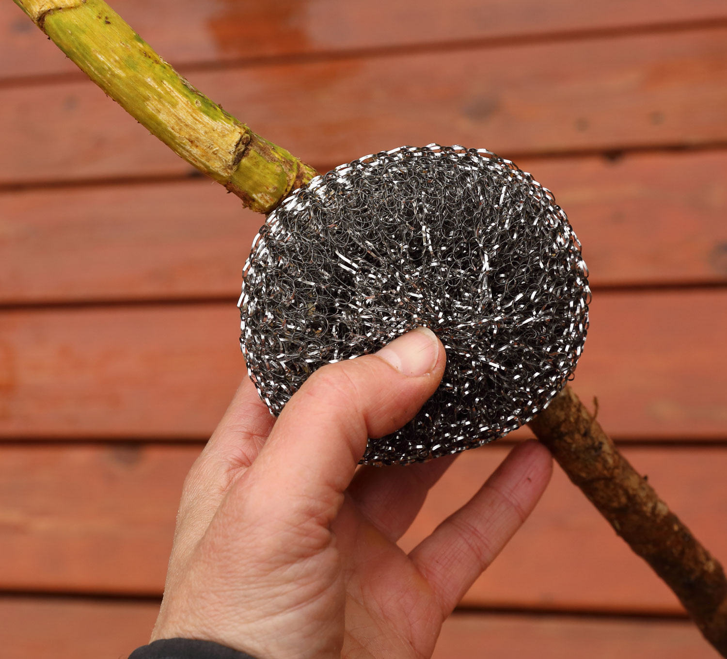 A stainless steel scrubber works well to take the brown, outer bark off.