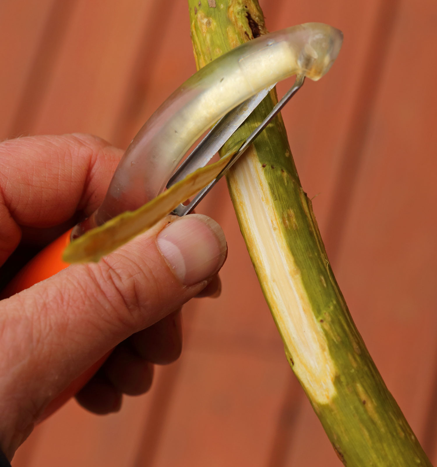 A potato peeler works well for removing the inner bark.