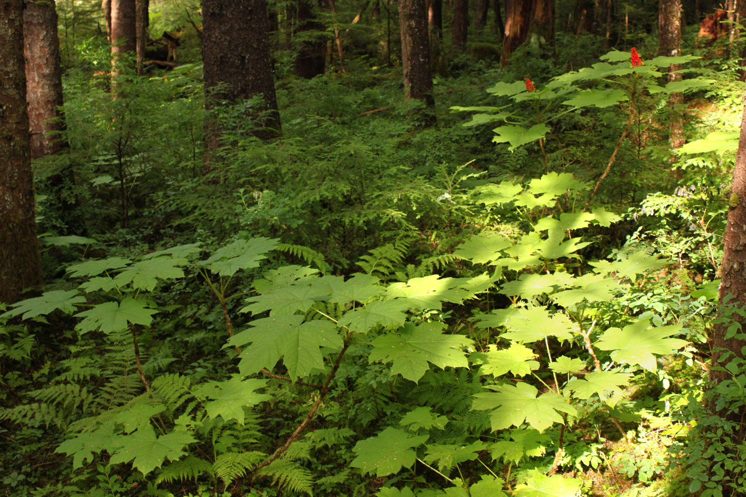 Devil's club large leaves and red berries in Southeast Alaska rainforest forest trees