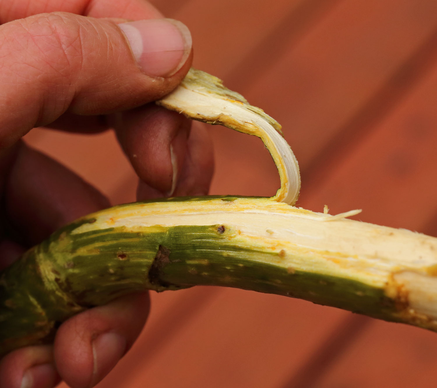 Pulling the inner bark of Devil's Club off of the woody core.